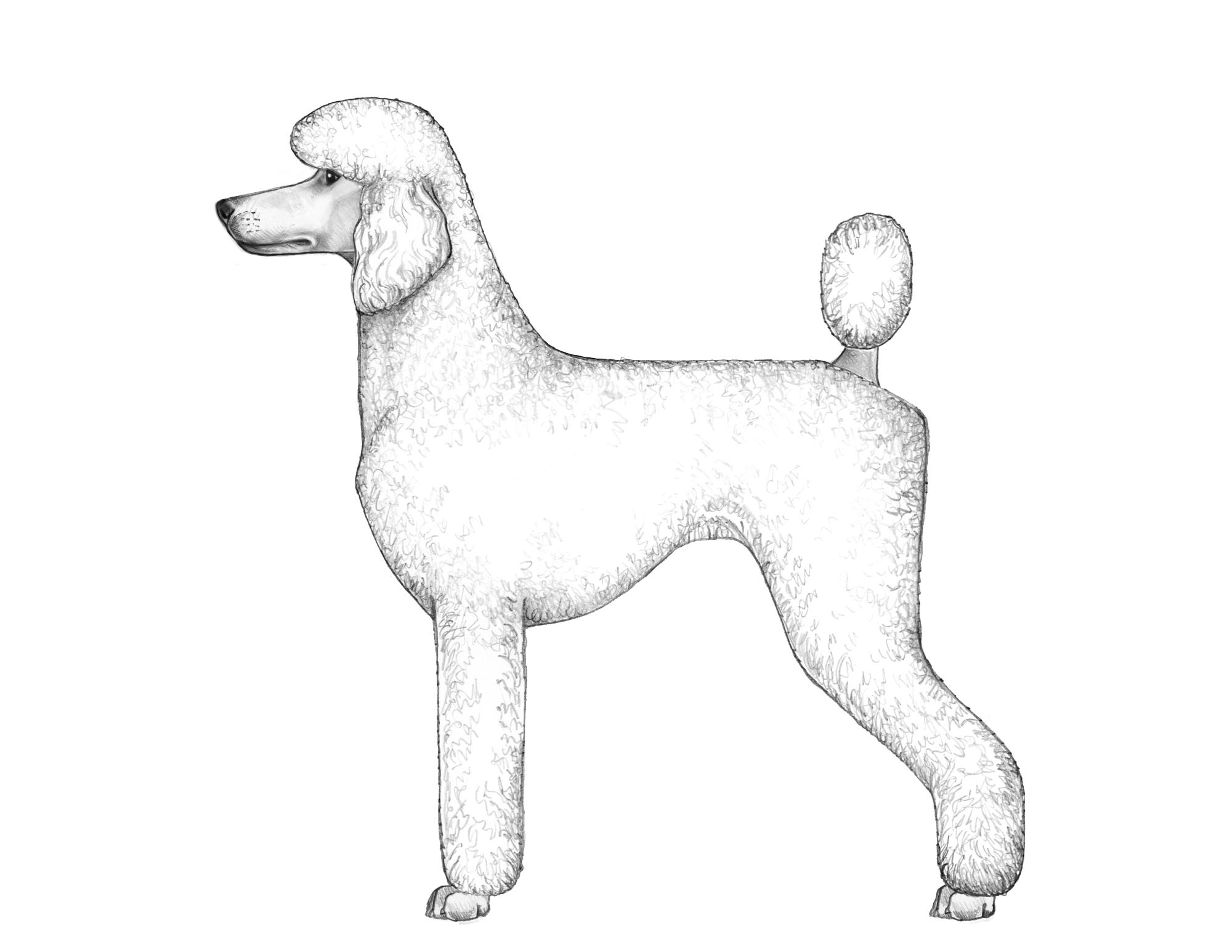 UKC Breed Standards: Standard Poodle (Sporting Clip)