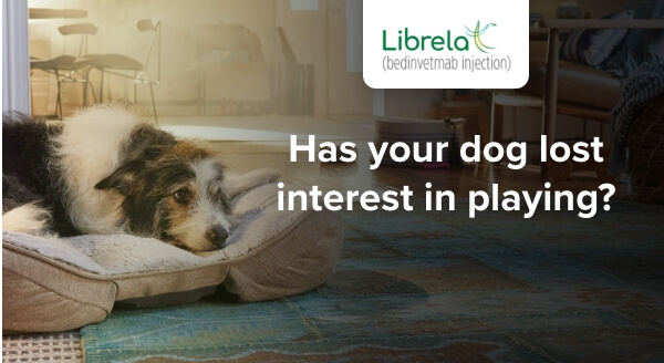 Librela | Has your dog lost interest in playing?