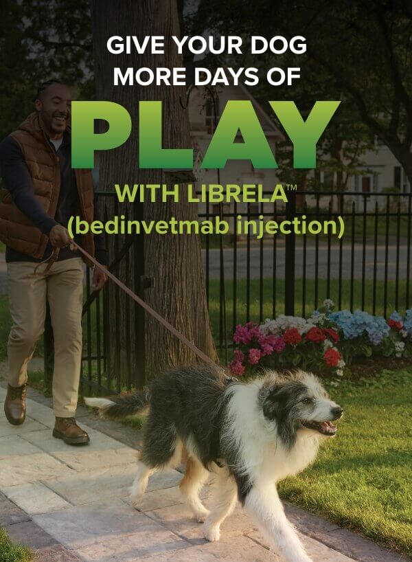 Librela | Give your dog more days of play with Librela (bedinvetmab injection)