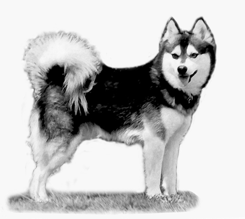 Alaskan Klee Kai - Dog Breed Information
