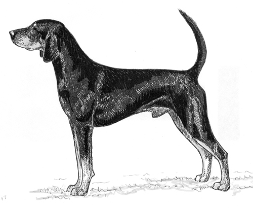 black and white coonhound