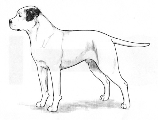 UKC Breed Standards: American Bulldog