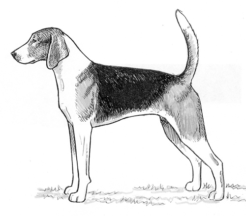 american foxhound