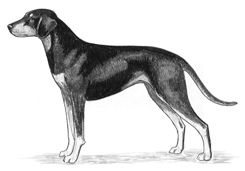 Breed Standards : Austrian Black and Tan Hound | United Kennel Club (UKC)