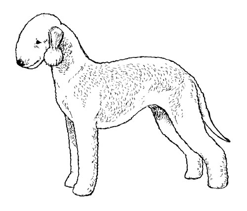 Breed Standards : Bedlington Terrier | United Kennel Club (UKC)