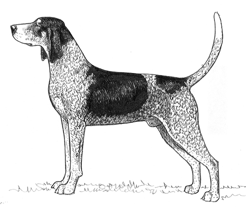 Breed Standards : Bluetick Coonhound 