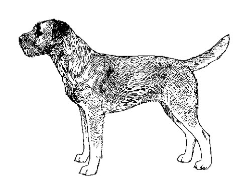 Breed Standards : Border Terrier | United Kennel Club (UKC)