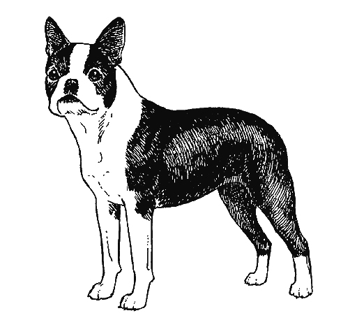 Breed Standards : Boston Terrier | United Kennel Club (UKC)