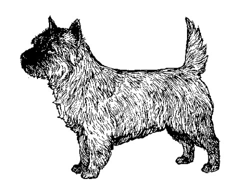 UKC Breed Standards: Cairn Terrier