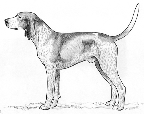 english coonhound puppies