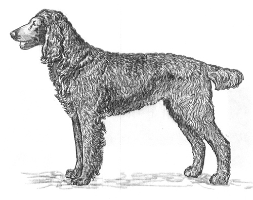 Breed Standards : Epagneul Pont-Audemer | United Kennel Club (UKC)