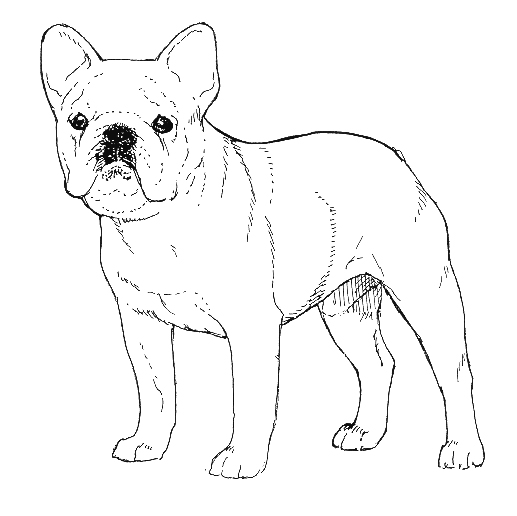 Amazing Illustrated French Bulldog Standard of all time Check it out now 