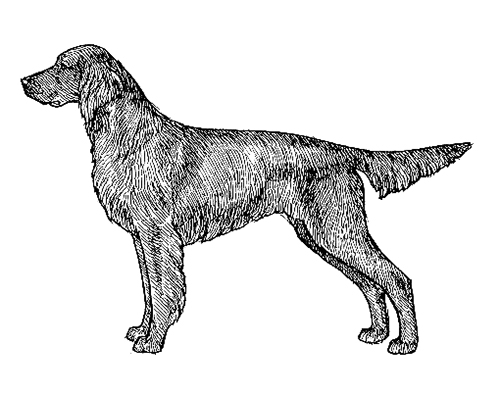 what is the breed of german longhaired pointer