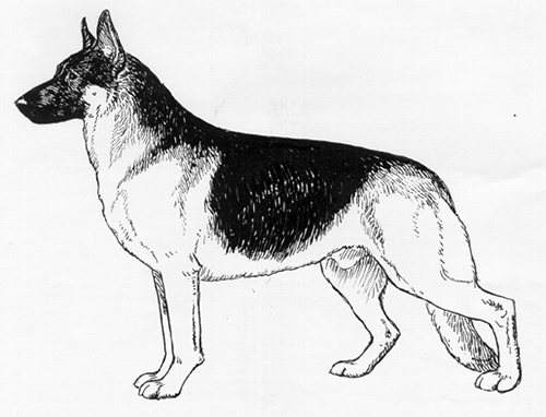 Breed Standards : German Shepherd Dog 