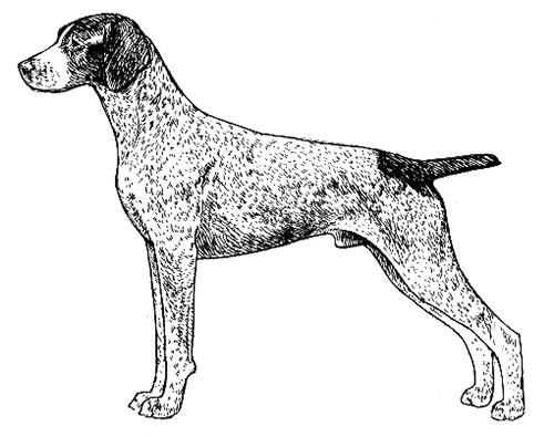 Breed Standards : German Shorthaired Pointer | United Kennel Club (UKC)