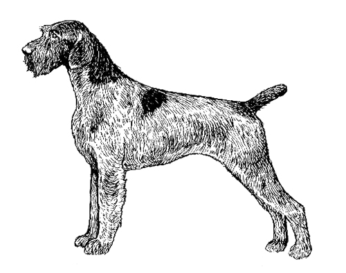 Breed Standards : German Wirehaired Pointer | United Kennel Club (UKC)