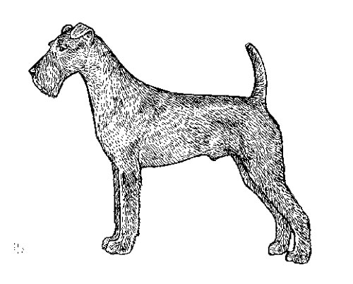 Breed Standards : Irish Terrier | United Kennel Club (UKC)