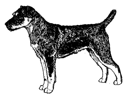 Breed Standards : Jagdterrier | United Kennel Club (UKC)