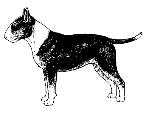 Breed Standards : Miniature Bull Terrier | United Kennel Club (UKC)