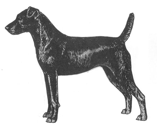 Breed Standards : Patterdale Terrier 