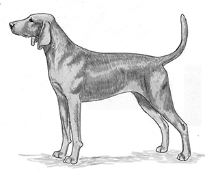 Breed Standards : Redbone Coonhound 