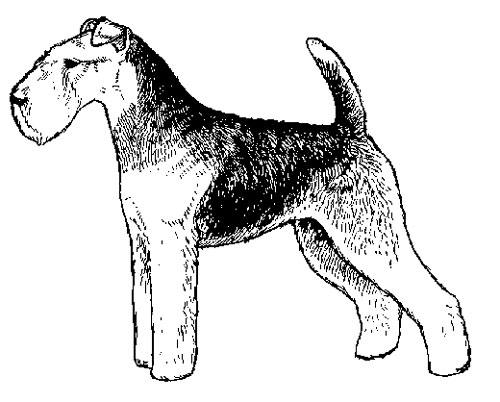 Breed Standards : Welsh Terrier | United Kennel Club (UKC)