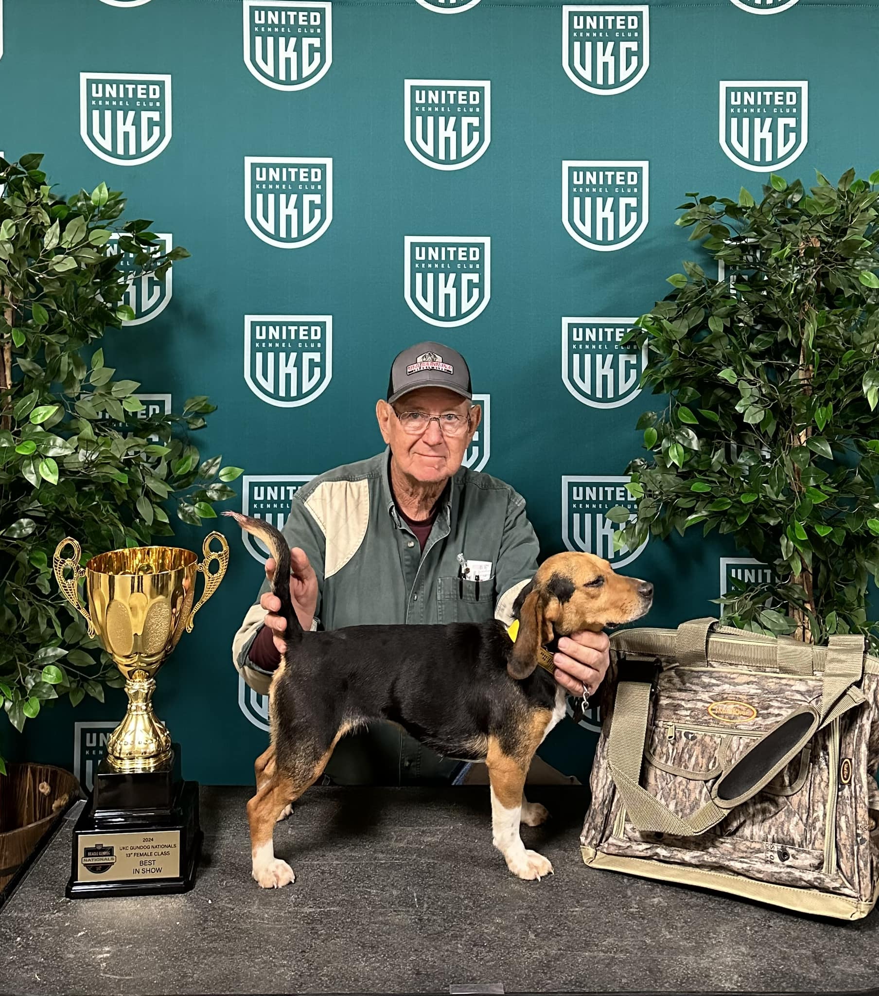 2024 Beagle Gundog Nationals Show Results United Kennel Club (UKC)